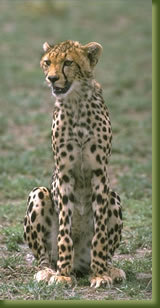 Kenya Safari - cheetah