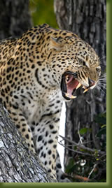 Tanzania Safari - Leopard
