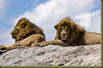 Tanzania Safari - lion