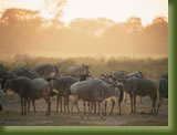 Kenya - Maasi Mara - Wildebeest