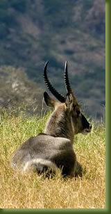 Kenya Safari - antelope