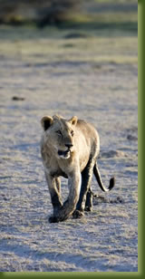 Kenya Safari - Big Five - Lion